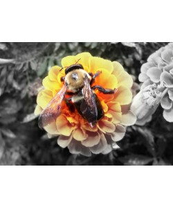 Hady Khandani, COLORSPOT - BUMBLE BEE