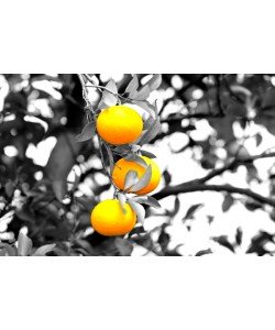 Hady Khandani, COLORSPOT - ORANGE TREE