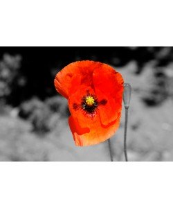 Hady Khandani, COLORSPOT - POPPY