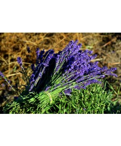 Hady Khandani, CUT LAVENDER