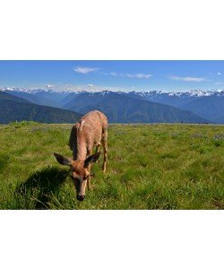 Hady Khandani, DEER AT HURRICANE RIDGE - OLYMPIC PENINSULA - USA 1