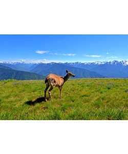 Hady Khandani, DEER AT HURRICANE RIDGE - OLYMPIC PENINSULA - USA 2