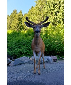 Hady Khandani, DEER - FRONTAL VIEW