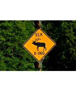 Hady Khandani, ELK CROSSING - OLYMPIC PENINSULA - USA