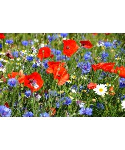Hady Khandani, FLIED FLOWERS 1