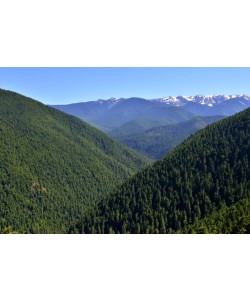 Hady Khandani, FORREST ON OLYMPIC MOUNTAINS - WASHINGTON - USA 1