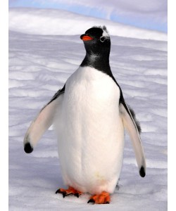 Hady Khandani, GENTOO PENGUIN 1