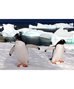 Hady Khandani, GENTOO PENGUINS 2