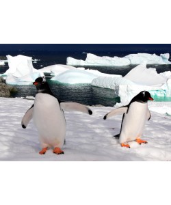 Hady Khandani, GENTOO PENGUINS 2