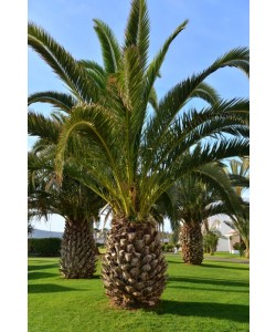 Hady Khandani, GIANT PINEAPPLE PALMS