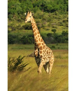 Hady Khandani, GIRAFFE 1