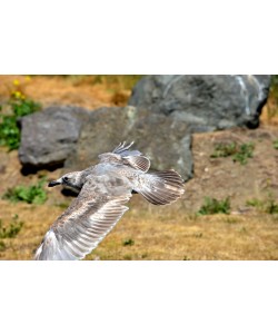 Hady Khandani, GREY SEAGULL IN FLIGHT