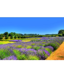Hady Khandani, HDR - LAVENDER FIELD 2