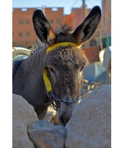 Hady Khandani, HELLO - MY NAME IN DONKEY