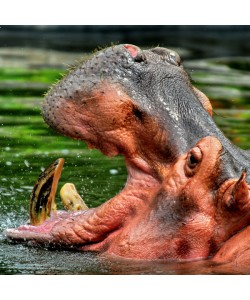 Hady Khandani, HIPPO - SQUARE PORTRAIT