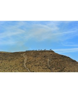 Hady Khandani, IRON HORSES - WASHINGTON STATE