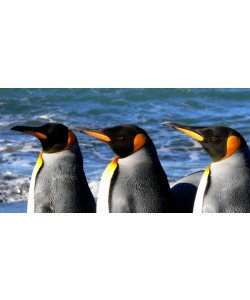 Hady Khandani, KING PENGUINS 9