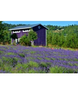 Hady Khandani, LAVENDER FARM - OLYMPPIC PENINSULA - USA 1