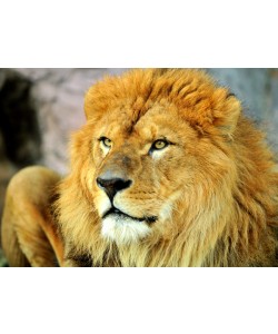 Hady Khandani, LION