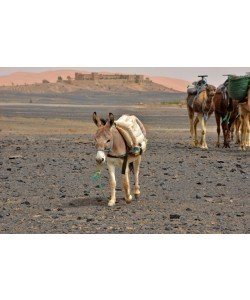 Hady Khandani, LITTLE DONKEY AND THE CARAVAN - MOROCCO