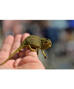 Hady Khandani, LITTLE GREEN CHAMELEON