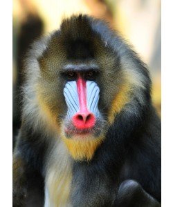 Hady Khandani, MANDRILL