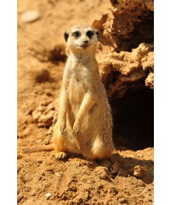 Hady Khandani, MEERCAT 1