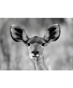 Hady Khandani, MONOCHROME - IMPALA