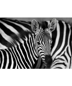 Hady Khandani, MONOCHROME - ZEBRA