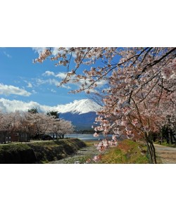 Leinwandbild, H. Khandani, MOUNT FUJI - CHERRY BLOSSOM 