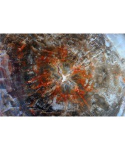 Hady Khandani, PETRIFIED WOOD 2