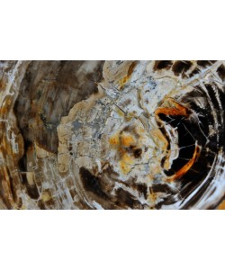 Hady Khandani, PETRIFIED WOOD 3