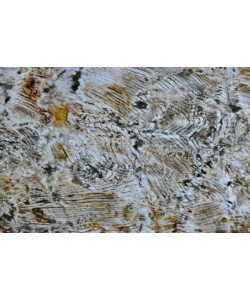 Hady Khandani, PETRIFIED WOOD 4