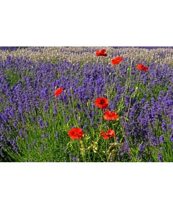Hady Khandani, POPPIES IN LAVENDER - OLYMPIC PENINSULA - USA 2