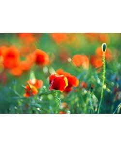 Hady Khandani, POPPY FIELD 3