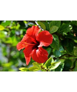 Hady Khandani, RED HIBISCUS BLOSSOM 2