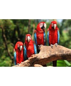 Hady Khandani, RED PARROTS