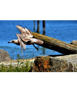 Hady Khandani, SEAGULL - THE TAKE OFF