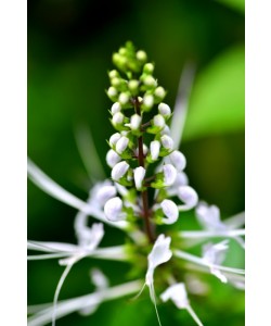 Hady Khandani, SPIDER LILY