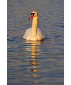 Hady Khandani, SWAN 4