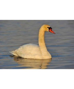 Hady Khandani, SWAN 5