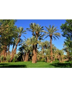 Hady Khandani, TAMNOUGALTE OASIS - MOROCCO