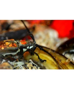 Hady Khandani, THE BUG