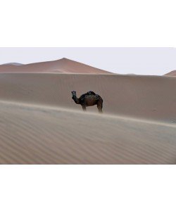 Hady Khandani, THE LONELY CAMEL - SAHARA - MOROCCO