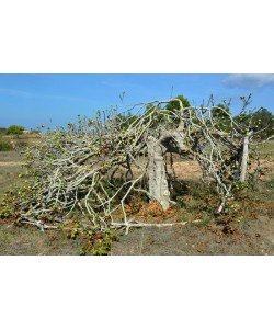 Hady Khandani, THE OLD FIG TREE - FORMENTERA - SPAIN