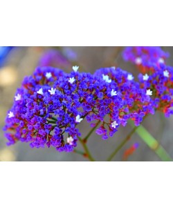 Hady Khandani, TINY PURPLE BLOSSOMS