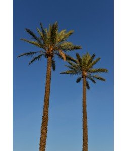 Hady Khandani, TWO PALMS