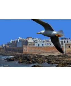 Hady Khandani, VIEW OF ESSAOUIRA WITH DOVE - MOROCCO