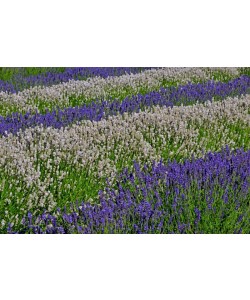 Hady Khandani, WHITE AND PURPLE LAVENDER - OLYMPIC PENINSULA - USA 1