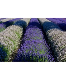 Hady Khandani, WHITE AND PURPLE LAVENDER - OLYMPIC PENINSULA - USA 2